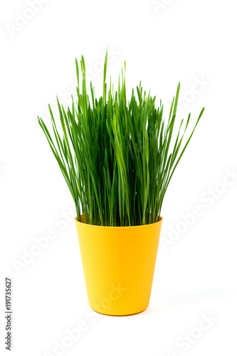 Young green Christmas wheat in a yellow pot on a white background.