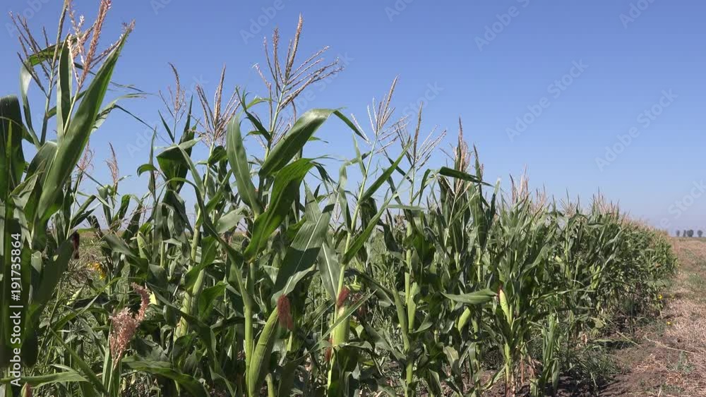 Green farm cornfield corn field view 4K blue sky skyline countryside agriculture Green farm cornfield corn field view 4K blue sky skyline countryside agriculture