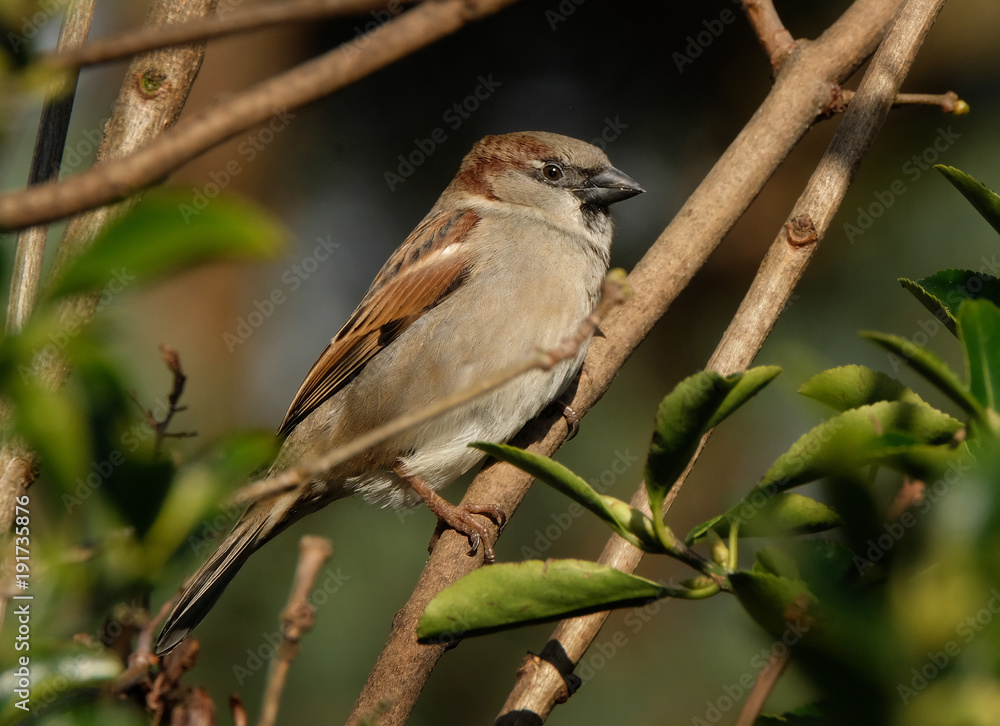 Obraz premium House Sparrows in urban house garden. UK.