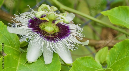Close up of exotic purple and white  passion fruit vine flower (grandiflora) 