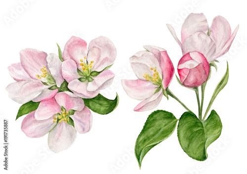 Naklejka na ścianę ręcznie malowane akwarela ilustracja kwiat jabłoni z pąkami i liśćmi