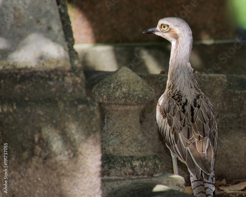 Australian Stone Curlew camouflaged against stone wall blacks 
