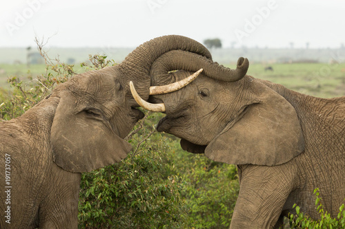 two young elephants play on the grasslands of the Maasai Mara  Kenya