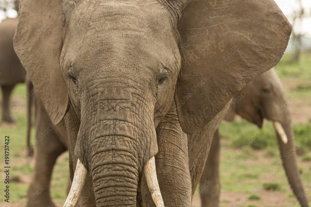 elephant on the grasslands of the Maasai Mara, Kenya elephant on the grasslands of the Maasai Mara, Kenya
