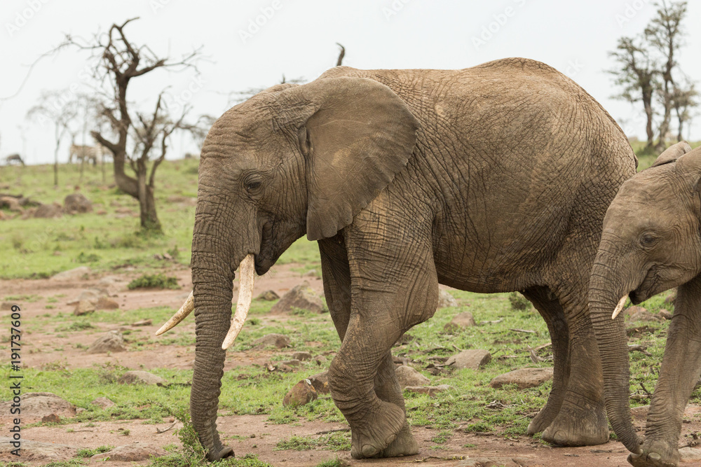 Fototapeta premium elephant grazing on the grasslands of the Maasai Mara, Kenya