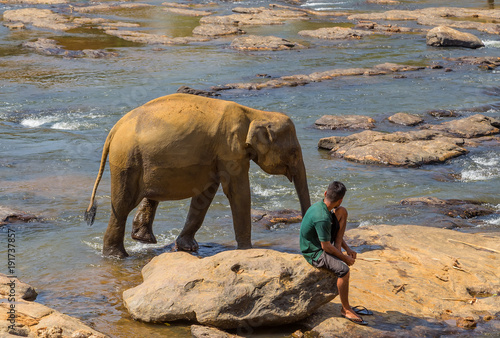 Elephant attraction river