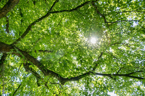 forest canopy with direct sunlight
