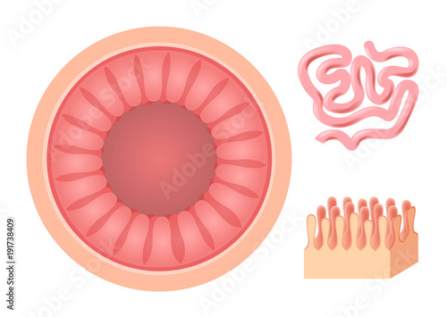 Intestinal villi anatomy, small intestine lining . organ vector