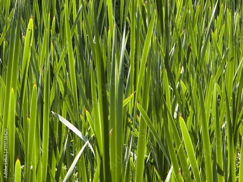 Vibrant green water iris shoots pattern