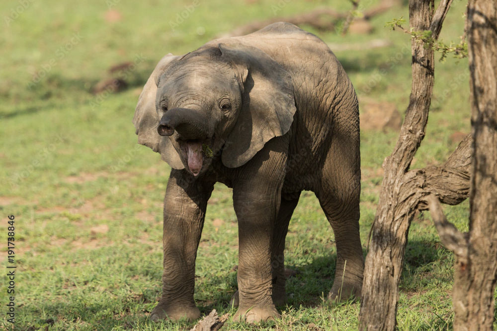 Fototapeta premium baby elephant on the grasslands of the Maasai Mara