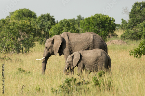 baby elephant on the grasslands of the Maasai Mara