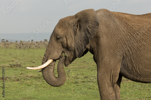 an elephant grazes on the grasslands of the Maasai Mara, Kenya