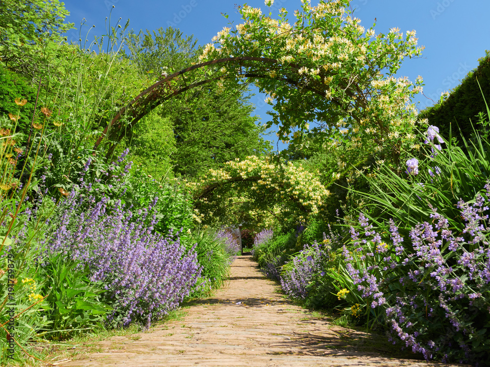 Honeysuckle arches over a garden path on a sunny day in an English country  Garden, UK. Stock Photo | Adobe Stock