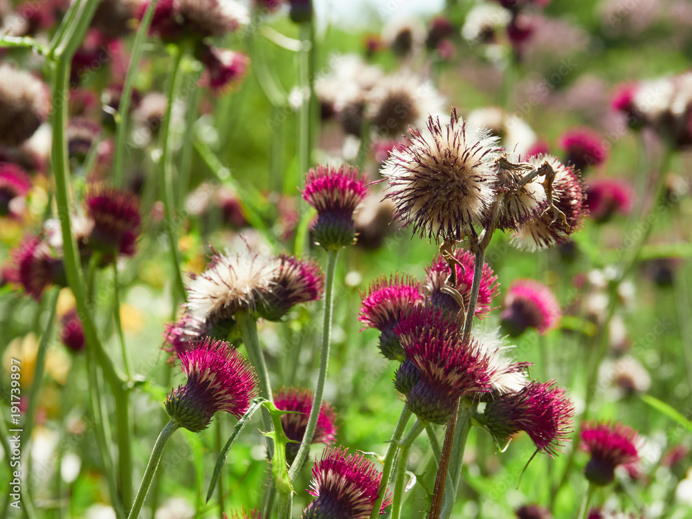 Red Plume Thistle flowers in an English country garden on a sunny summers day. Red Plume Thistle flowers in an English country garden on a sunny summers day.