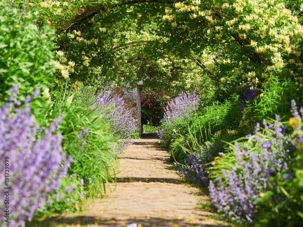 Honeysuckle arches over a garden path on a sunny day in an English country Garden, UK.