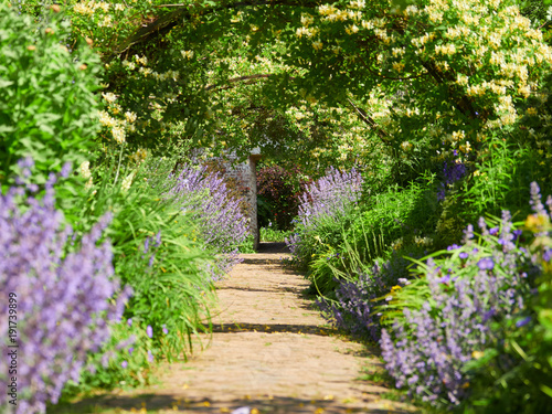 Fototapeta Wiciokrzew wygina się nad ścieżką w ogrodzie w słoneczny dzień w angielskim ogrodzie wiejskim w Wielkiej Brytanii.