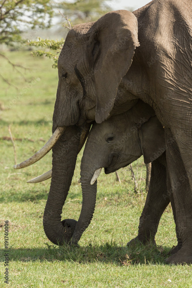 Obraz premium baby elephant and adults in the Maasai Mara, Kenya