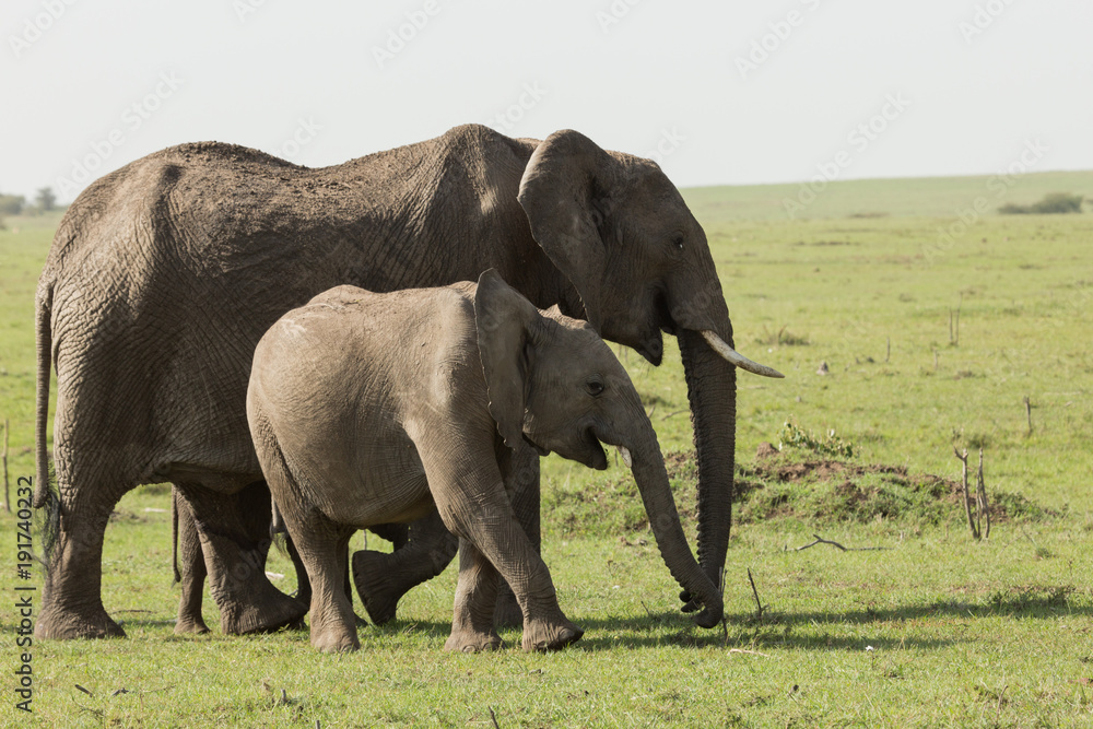 elephant walking on the grasslands of the Maasai Mara, Kenya