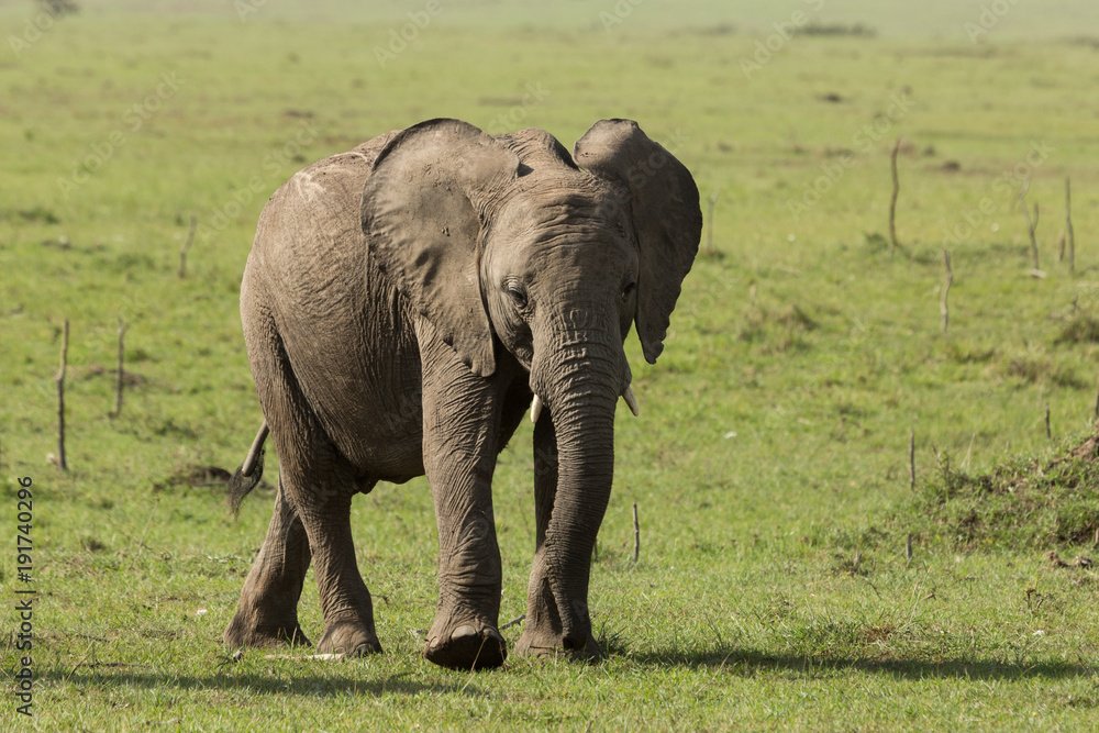 Fototapeta premium elephant walking on the grasslands of the Maasai Mara, Kenya