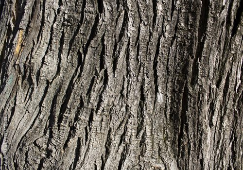 Tree bark texture
