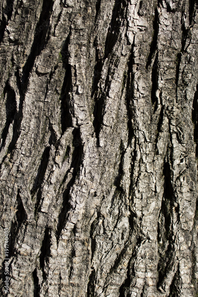 Obraz premium Tree bark texture