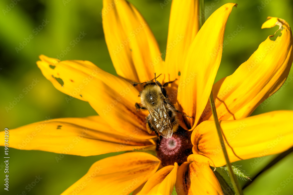 The bumblebee sitting on a field flower on a summer meadow.