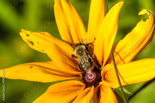 Obraz na płótnie The bumblebee sitting on a field flower on a summer meadow. w salonie