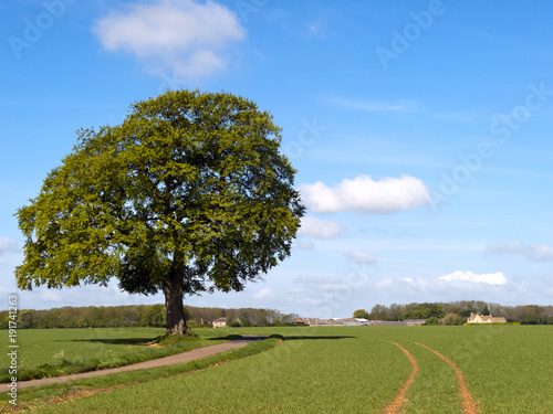 A single track rural country lane passes by a specimen tree and green fields towards a rural Cotswold farm in Gloucestershire, UK