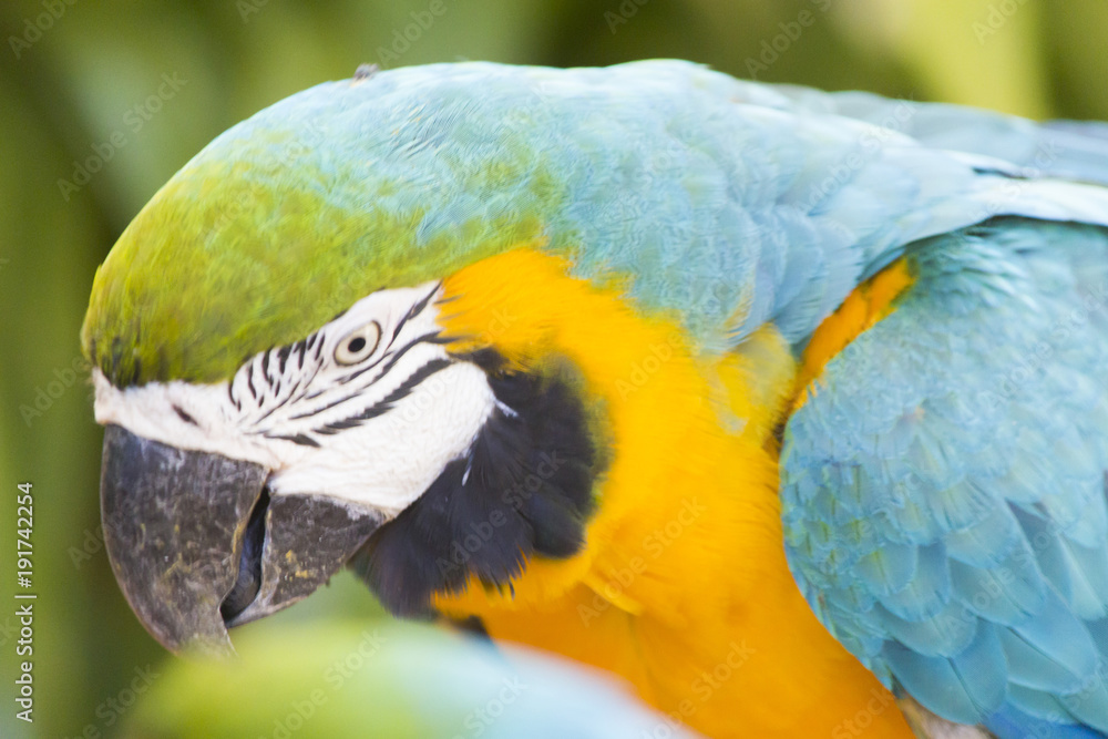 Fototapeta premium Beautiful big parrot