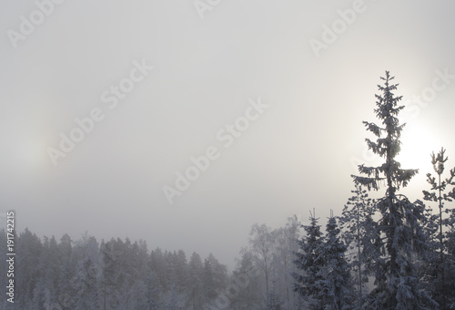 Foggy and mystical winter forest in Finland. Sunrise or moonshine on the background.