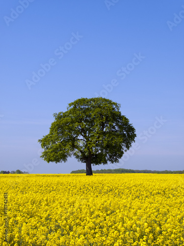 One mature green tree in a vibrant yellow field of flowering oil seed rape under a blue summer sky in rural Gloucestershire, UK