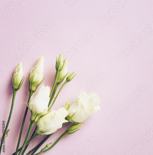 Prairie Gentian Flowers on pink paper background