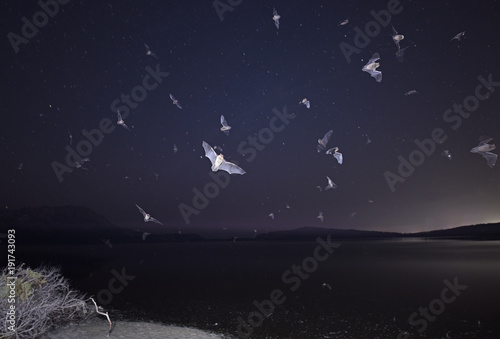 Fledermäuse über einer Lagune in Griechenland
Pylos / Peloponnes / Greece