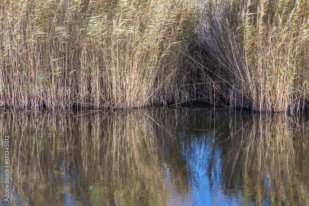 aquatic plants reeds reflecting in waters in Rainham marshes on a sunny day