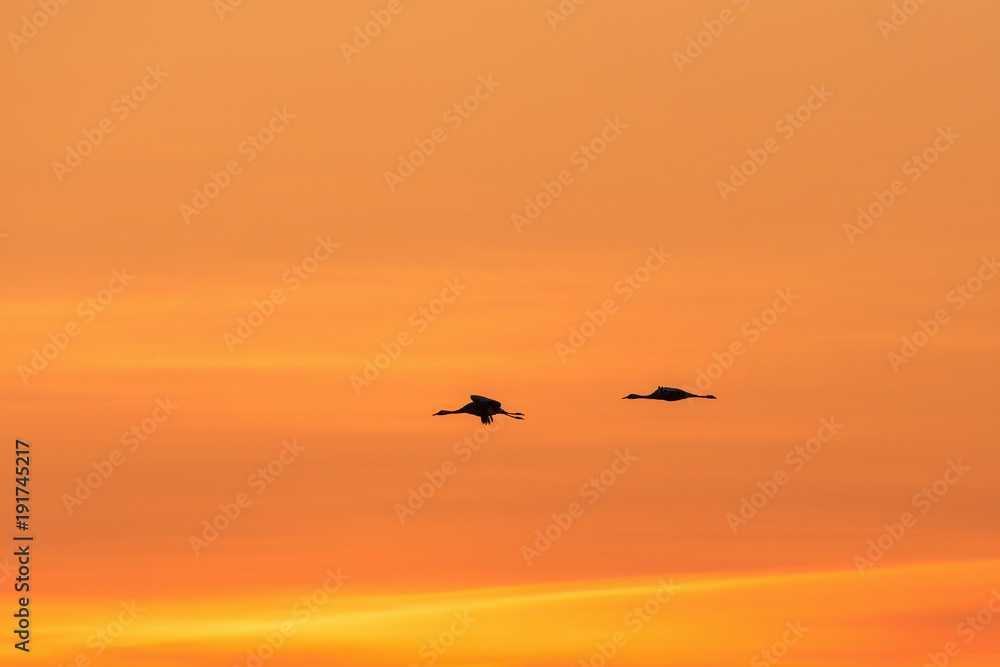 Cranes in morning light