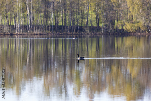 Canada goose swimming in a glassy lake