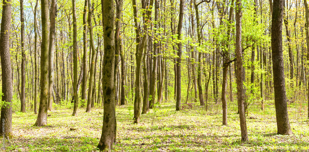 Naklejka premium Panorama of green spring forest