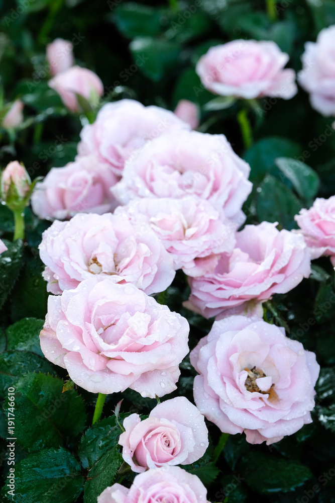 Pink roses blossom in spring nature background, flowers valentine's day