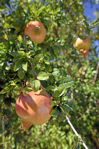 Granatapfel (Punica granatum) - Pomegranate photo