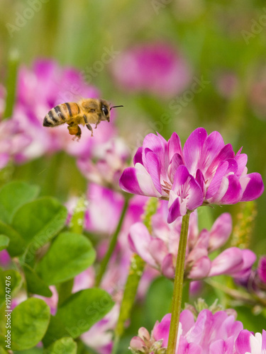 れんげ草とミツバチ © 山田 仁志