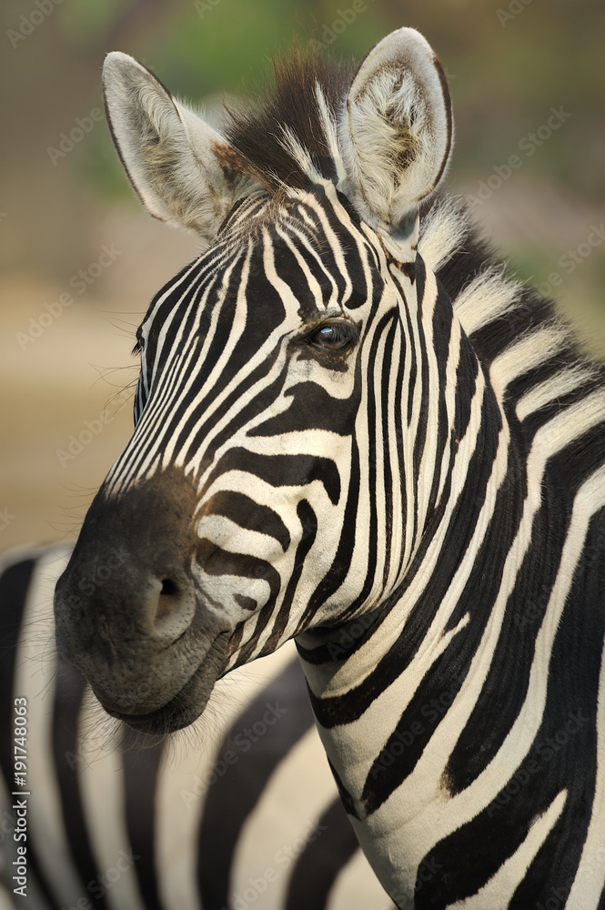 Naklejka premium zebra,