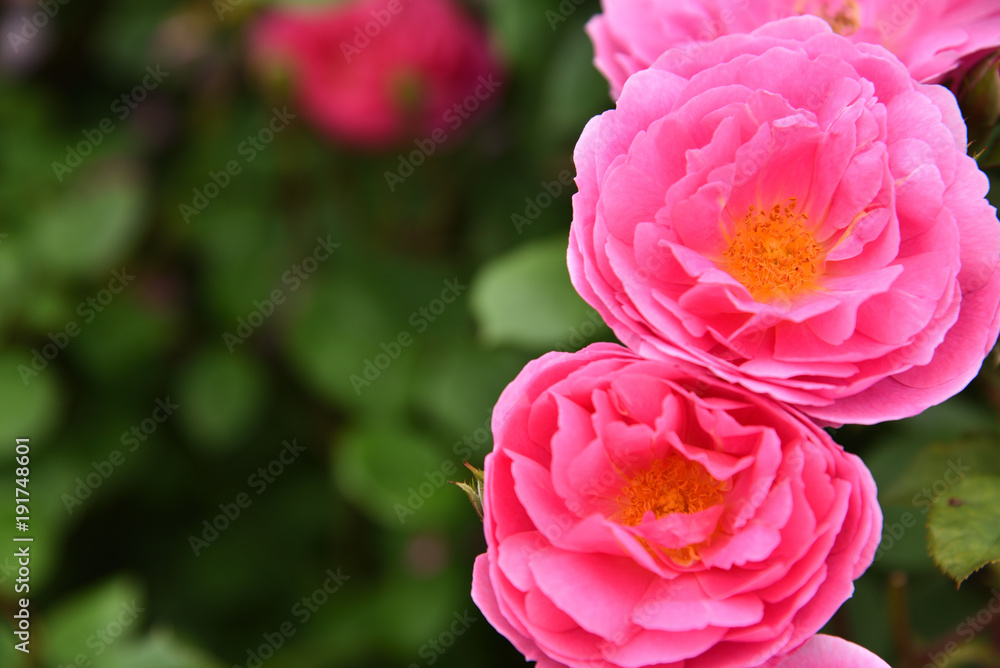 Obraz premium Roses