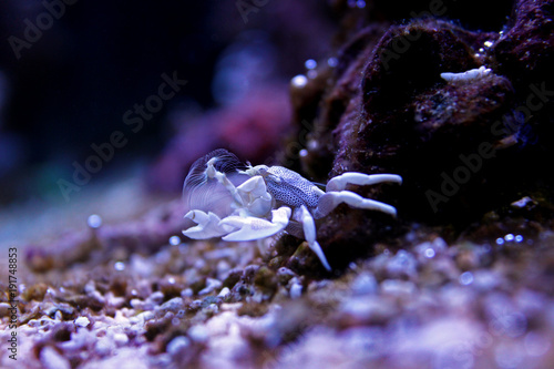 Porcelain crab in coral reef aquarium tank