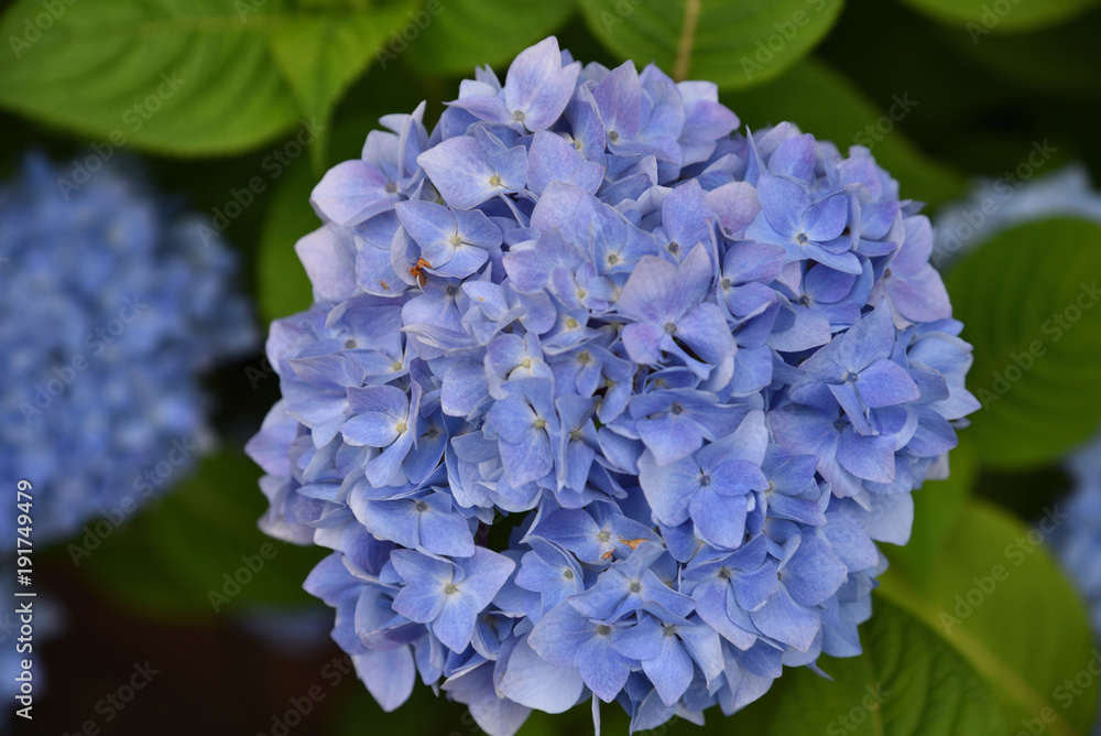 Hydrangea Hydrangea