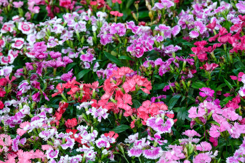 Colorful dianthus barbatus flower  flowerbed of dianthus chinensis flower  outdoor nature background  spring and summer season