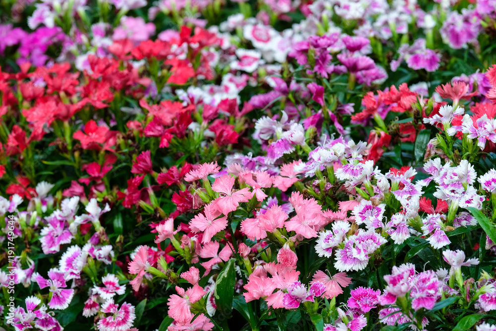 Colorful dianthus barbatus flower, flowerbed of dianthus chinensis flower, outdoor nature background, spring and summer season