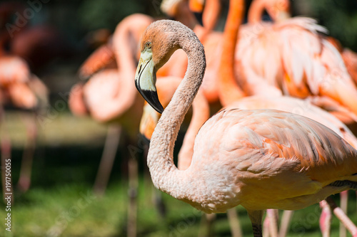 A view of a greater flamingo (Phoenicopterus roseus)
