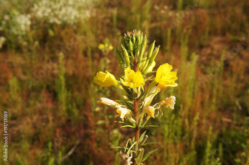 Oenothera biennis or evening star or common evening-primrose yelloew flowers photo