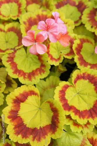 Fototapeta Naklejka Na Ścianę i Meble -  Pelargonium zonale yellow and red foliage with red flowers background 