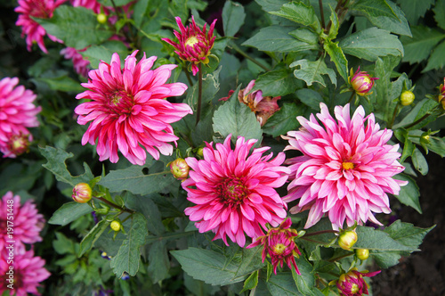 Fototapeta Naklejka Na Ścianę i Meble -  Magenta red dahlia flowers with green background